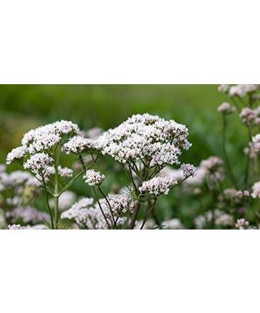 Valerian root tincture mother - 100 ml (Quality assured) - Buy Online on GoSupps.com