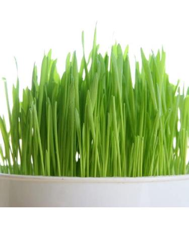Certified USA Hard Red Wheatgrass Seeds by PowerGrow - 5 Pounds - Buy Online on GoSupps.com