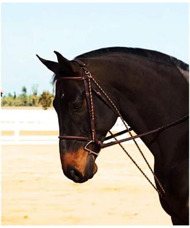 Camelot Full Size Chambon - Horse Training Lunge Device - Buy Online on GoSupps.com