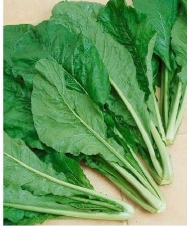 TENDERGREEN Mustard 100-300-1000 Grain Komatsuna Freshness Heirloom Green Mass