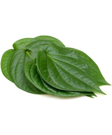 100PCS Fresh Betel Leaf Paan Piper Betel leaves 100 PCS - Buy Online on GoSupps.com