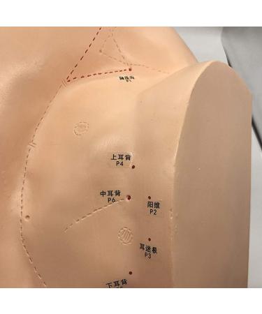 FXQ Ohrakuupunst Model - HD Chinese Medicine Ear Model for Acupoint & Meridian Training | Human Giant Ohrakupunste - Buy Online on GoSupps.com