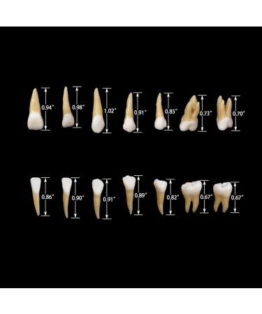 Buy Dental 1:1 Permanent Teeth Model - Ideal for School Demonstrations & Study Practice | International Shipping Available - Buy Online on GoSupps.com