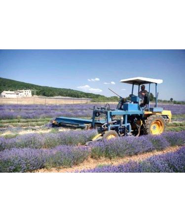 Le Chateau du Bois 75ml Lavender Foot Cream - Nourishing & Refreshing - Authentic AOC from Haute Provence - Best International Shipping - Buy Online on GoSupps.com