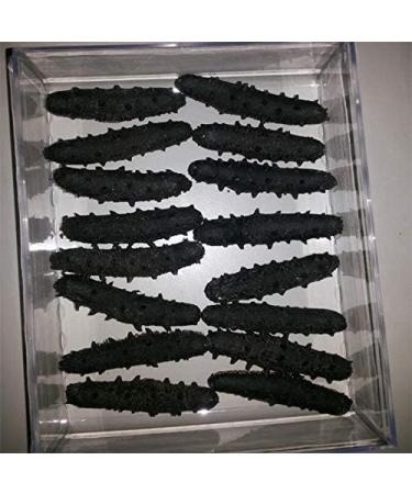 Herbal supplements of sea cucumber and curcumin 200g - Buy Online on GoSupps.com