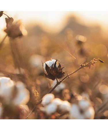 Organyc 100% Organic Cotton Balls - 100 Pcs for Sensitive Skin | Eco-Friendly & Hypoallergenic - Buy Online on GoSupps.com