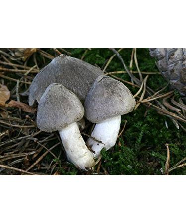 Gray Knight of The Mushroom Tricholoma Terreum Micelio prodenie semi -Dried (10g)