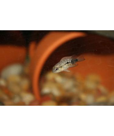 Aquatic Foods Inc. Spirulina Algae Vegetable Powder for Tropical Fish Fry and Babies Corals Anemones 3oz Squeeze Bottle 3 Ounce (Pack of 1) - Buy Online on GoSupps.com