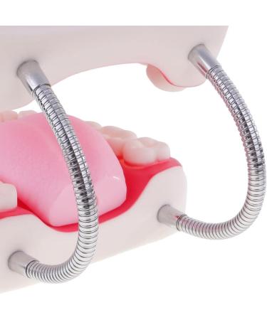 6x Magnification Dental Care Model - Mouth Teeth & Tongue with Toothbrush | Enhance Dental Education & Hygiene - Buy Online on GoSupps.com