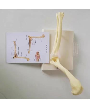 Dog Canine Elbow Joint Model Dog Joints Dog Elbow Normal Large Dog Elbow Joint Ligament Model Educational Tool for Veterinary Study Display Teaching Medical Model - Buy Online on GoSupps.com