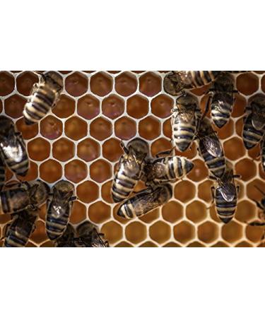 Buy Made in USA Beard Balm for Men | Sandalwood & Patchouli | Mustache Wax Conditioner | Nourishing Beeswax & Oils | 2oz Grooming Essential - Buy Online on GoSupps.com