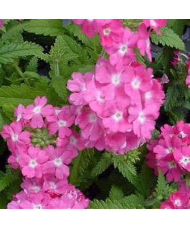 Fresh 1000 semi - Semi Verbena Fiore Della Rosa