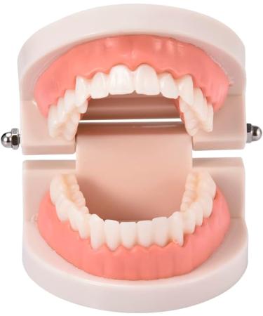 Standard Teeth Model | Tooth Models for Teaching Kids - Important Brushing Teaching Teeth Model Tool and Children Fulenyi - Buy Online on GoSupps.com