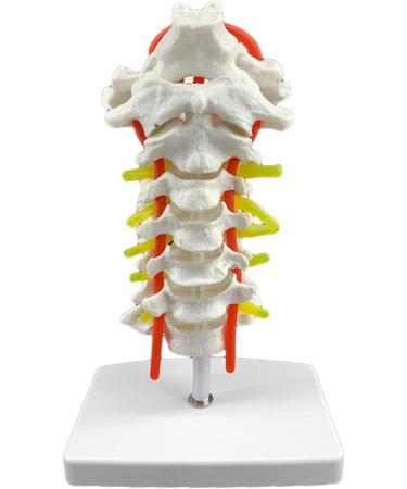 Spinal Nerves Cervical Spine & Occipital & Vertebral Artery Model Spinal Nerve Model Human Cervical Model with Neck Artery Hospital Teaching Model - Buy Online on GoSupps.com