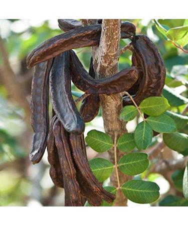 100% Pure Locust Bean Gum - Ideal for Ice Cream & Sorbets - 125g - International Shipping - Buy Online on GoSupps.com