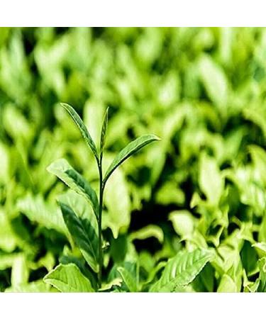 1 kg de th oolong au lait Mountain Jinxuan th parfum th vert - Buy Online on GoSupps.com