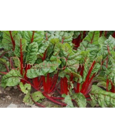 Ruby Red Organic Chard 55 Days Sweet Tender 75+ NonGMO Seeds - Buy Online on GoSupps.com