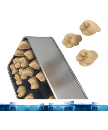 Adult Size Dental Teaching Reproductions - Resin Normal Teeth Model for Dental Care & Practice - Buy Online on GoSupps.com