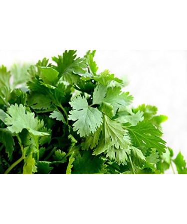 300 Coriander Free time (Coriander) - Buy Online on GoSupps.com