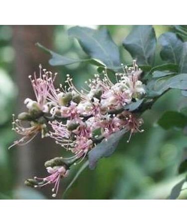 Bush Boer Bean Tree - Semi Fresh - Buy Online on GoSupps.com
