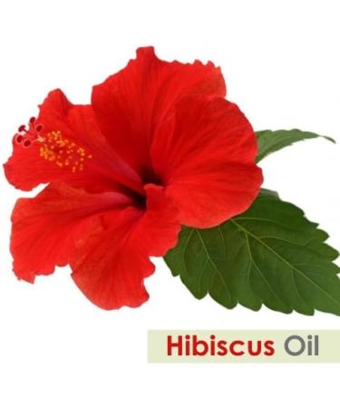 Hibiscus Sabdariffa L Essential Oil 50ML - 100% Pure Uncut Cold Pressed Premium Aromatherapy Oil - Buy Online on GoSupps.com