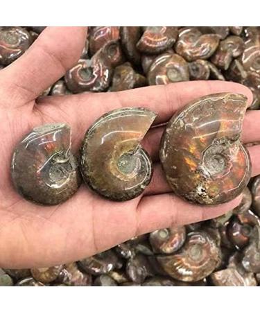 Natural Crystals Stone Ammonite Colorful 1pc Ornaments Chakra Reiki Balancing - Buy Online on GoSupps.com