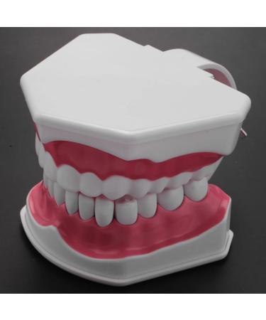 Bwardyth Dental Model - Anatomical Teeth Typodont for Brushing & Flossing Practice - Ideal for Dental Education & Demonstration - Buy Online on GoSupps.com