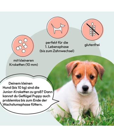 GRAU The Original Dog/Puppy Food Poultry Pack of 1 (1 x 12 kg) Gluten Free For Puppies - Buy Online on GoSupps.com