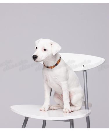 Ilikeamber.com: 100% Baltic Amber Bank Chain Dog & Cat Tick Protection Collar - Stylish & Effective - Buy Online on GoSupps.com