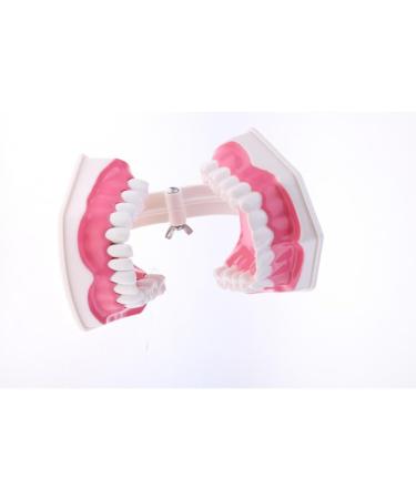 F Fityle 2X Magnification Model Teeth - Removable PVC for Dental Education | International Shipping Available - Buy Online on GoSupps.com