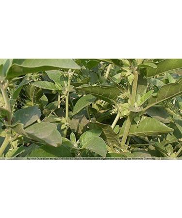 Indigo Herbs Organic Ashwagandha Powder 250g | Vegan & GMO-Free | Withania somnifera | Dried Raw 250g - Buy Online on GoSupps.com