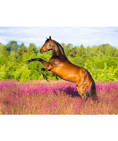 Happy Horse Superfood Vitalausgleich - Pro Immun - 5 kg - Buy Online on GoSupps.com