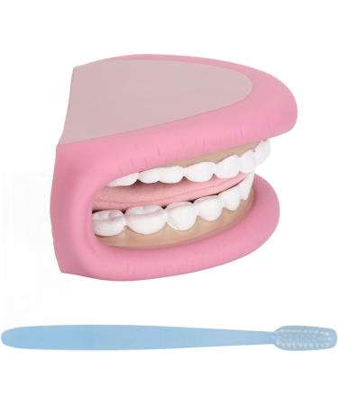 Model Teeth with Tongue - 28 Teeth Children's Tooth Model for Dental Care Demonstration & Teaching Tool - Buy Online on GoSupps.com