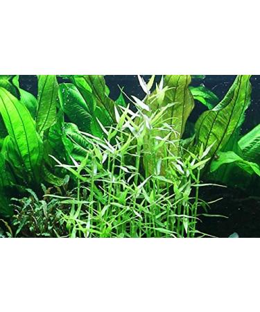 Tropica Aquarium Plant Murdannia keisak Bamboo No.135 Aquatic Plants Aquarium Aquarium Plants