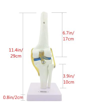 Life Size Human Knee Joint Simulation Model - Medical Anatomy - Buy Online on GoSupps.com