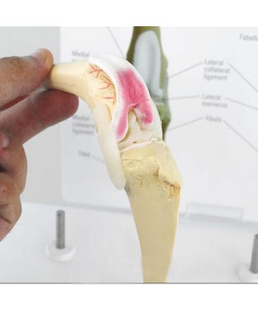 Artificial Dog Knee Joint Model 4 Phase Dog Knee Joint Model PVC Size Dog Knee Joint Model - Buy Online on GoSupps.com