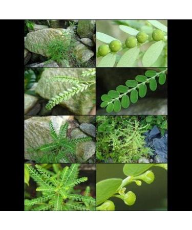 Phyllanthus Amarus Tea - 40 Teabags | LUK Tai Bai | Organic Herbal Tea - Buy Online on GoSupps.com