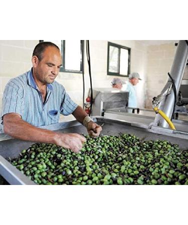 Premium Extra Virgin Olive Oil Picholine 500ml - Moroccan Slightly Spicy Cold Extraction - Buy Online - Buy Online on GoSupps.com