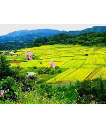 Shinmei Toyama Koshihikari Japanese Sushi Rice Short Grain Rice 1 KG (Pack of 2) - Buy Online on GoSupps.com