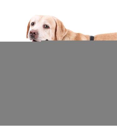 Dog Canine Front Leg Brace | Pair of Dog Leg Brace | Supportive Joint Wrap Pet Wounds Prevent Licking Bite Keep Dry Deyao Grey Small - Buy Online on GoSupps.com