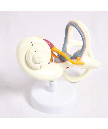 Maze 18 Times Magnification Model of The Inner Ear vestibular Model Anatomy of The Ear Labyrinth Ear Human Internal Model - Buy Online on GoSupps.com