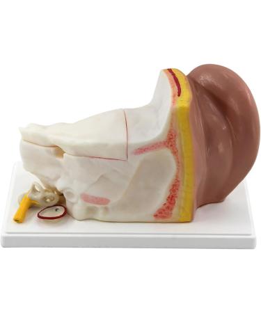Ear Anatomy Model Expansion Display Educational Tool Teaching Model School Learning Tool Ear Model Structure - Buy Online on GoSupps.com