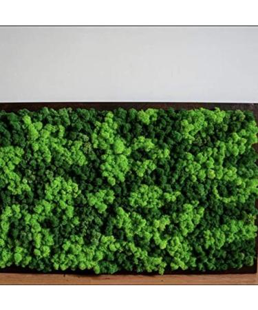 Forest Green Preserved Natural Moss 3.5 Oz for Plants, Gardens, Home Decor, and Weddings - Buy Online on GoSupps.com