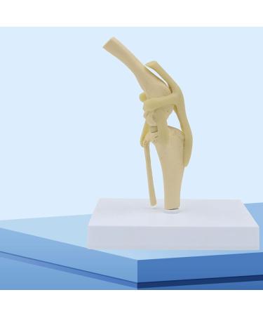 Natural Knee -Size Knee Articulation Model for Pets Veterinarily Model Knee Articulation Model Show Ligamenti Knee Model Knee - Buy Online on GoSupps.com
