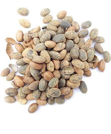 ASTA Jamalgota/Croton Tiglium/Jayaphala/Jamalghota/Nepala/Nervalam/Purging Croton/Japalbij/Japolota/Narchalam/Nepalamu/ - 50g