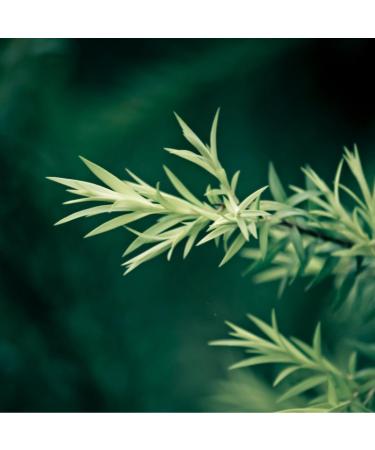 Earthborn Elements Borax with Tea Tree Oil - 1 Gallon Laundry Booster Refreshing Scent Bulk Size (128 oz - Buy Online on GoSupps.com