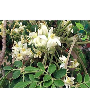 EasySeeds Moringa Seeds emillas de Moringa Drumstick Tree Moringa oleifera West Indian ben Wingless Seeds (750gm) - Buy Online on GoSupps.com
