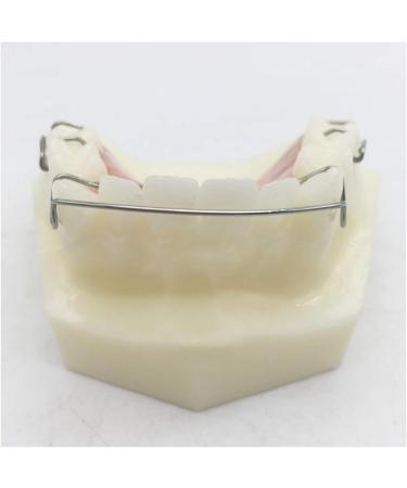 Fhuili Dental Teeth Model for Orthodontics Training - KFO Retainer Study & Teaching Simulation - Buy Online on GoSupps.com