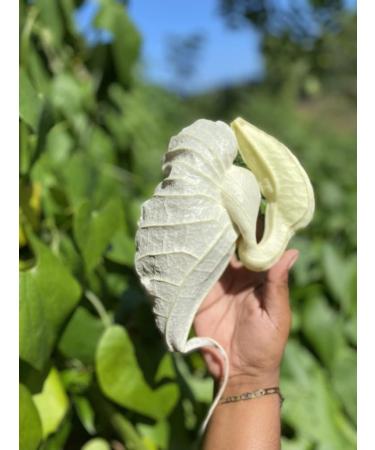 Jamaican Duck Flower Detox - Flor de Pato 1 pcs Palo Guaco Alkaline Herbal Cleanse - Buy Online on GoSupps.com