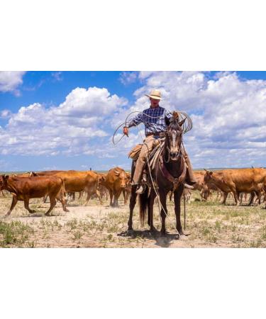JTM Vintage Cattle Driver Beard Oil | Premium Grooming & International Shipping - Buy Online on GoSupps.com